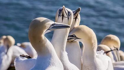 Taliesin 与 Evitel 每周重置：全新房屋装饰与插件定稿