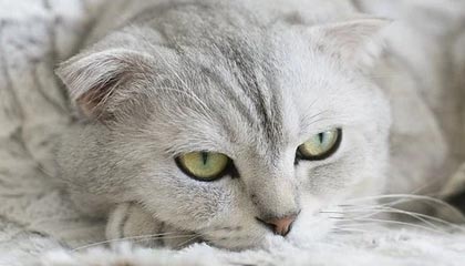 Taliesin 与 Evitel 每周重置：全新房屋装饰与插件定稿