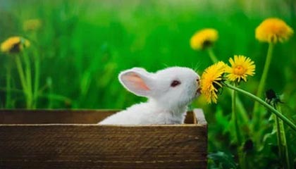 Taliesin 与 Evitel 每周重置:全新房屋装饰与插件定稿